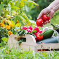 The Right Time to Harvest Your Vegetables: A Gardener's Guide