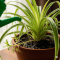 Identifying Overwatering Signs in Your Garden: Essential Tips for Effective Garden Care