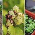 Natural Ways to Safeguard Your Garden from Pests