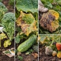 Understanding Common Plant Diseases in Your Garden: A Guide to Effective Garden Care