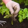 Effective Weed Removal Techniques for Healthy Garden Care
