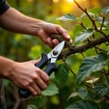 Mastering Garden Care: The Art of Pruning Plants for a Thriving Garden