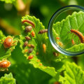 Identifying Common Garden Pests and Effective Prevention Strategies