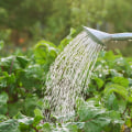 Understanding Watering Needs for Healthy Plants in Your Garden