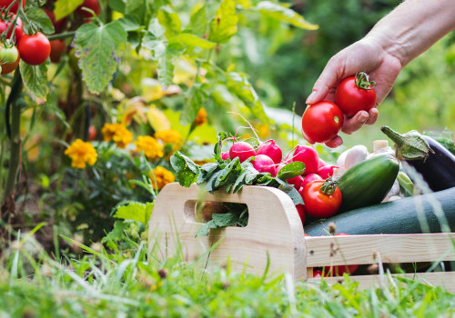 The Right Time to Harvest Your Vegetables: A Gardener's Guide