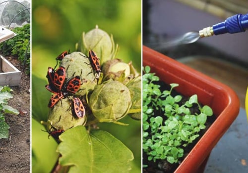 Natural Ways to Safeguard Your Garden from Pests