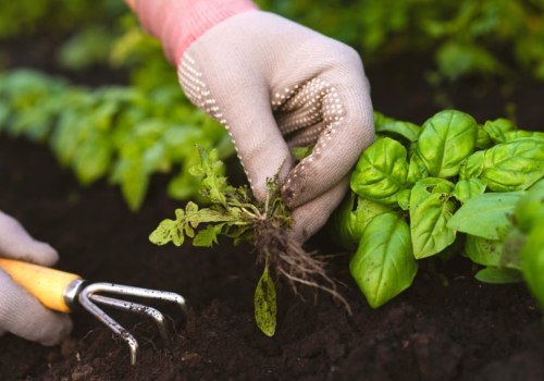 Effective Weed Removal Techniques for Healthy Garden Care