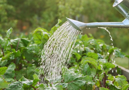Understanding Watering Needs for Healthy Plants in Your Garden